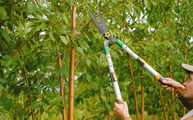 Tree trimming in Saint Donatus, IA