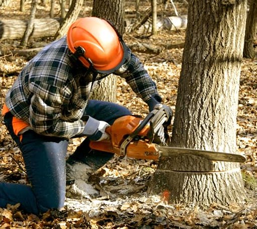 Tree Removal in Saint Donatus, IA